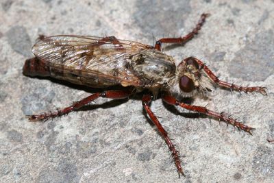 Lestomyia sp.