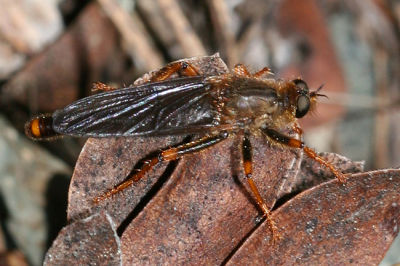 Stenopogon rufibarbis