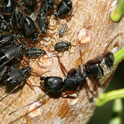 Camponotus modoc  (with Cinara sp. aphids)