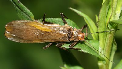 (Giant Roachfly) - Sierraperla cora