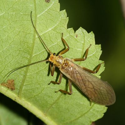Soliperla sp. - S. sierra (the Sierra Roachfly) or S. thyra (the California Roachfly)