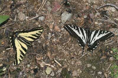 Western - Papilio rutulus, and Pale Tiger Swallowtails - Papilio eurymedon