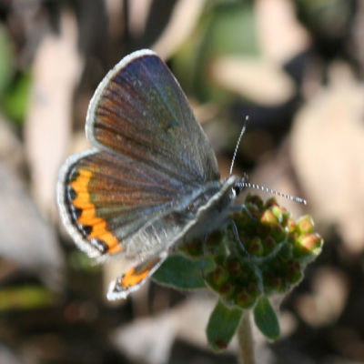 Lupine Blue - Plebejus lupini