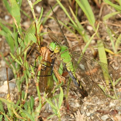 Eastern Pondhawk - Erythemis simplicollis (female eating a crane fly)