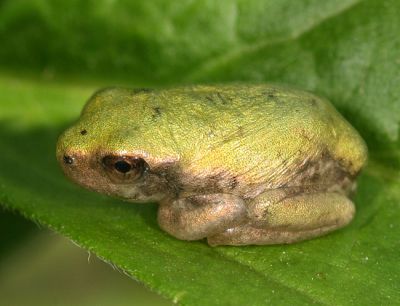 baby Gray Tree Frog - Hyla versicolor
