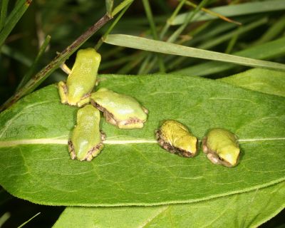 Gray Tree Frogs - Hyla versicolor (babies)