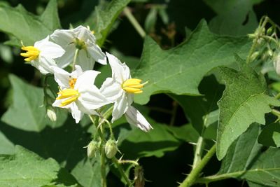 Common Nightshade - Solanum carolinense