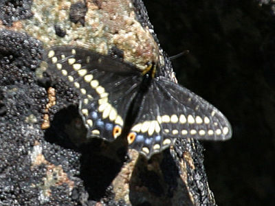 Indra Swallowtail - Papilio indra