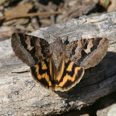 8636 - Shadowy Arches - Drasteria adumbrata