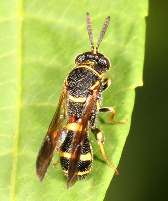 Leucospis affinis (male)