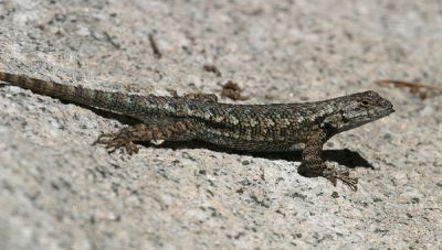 Western Fence Lizard - Sceloporus occidentalis