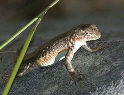 Sagebrush Lizard - Sceloporus graciosus