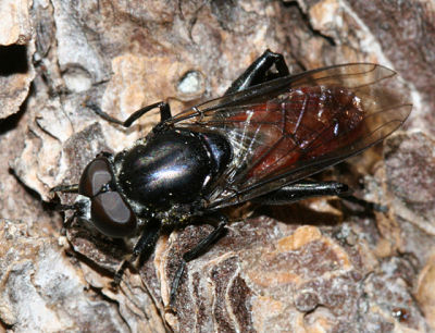 Chalcosyrphus piger