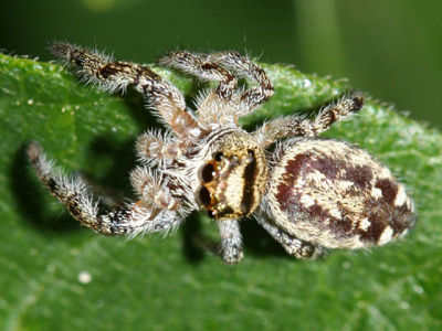 Phidippus comatus