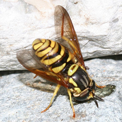 Chrysotoxum sp.