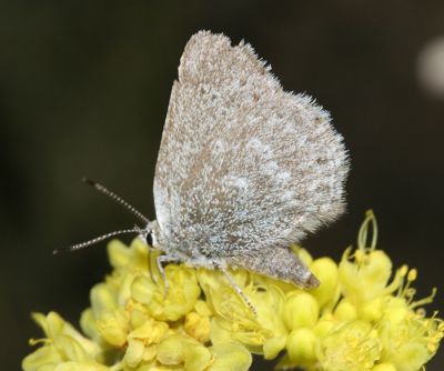 Sagebrush Sooty Hairstreak - Satyrium semiluna