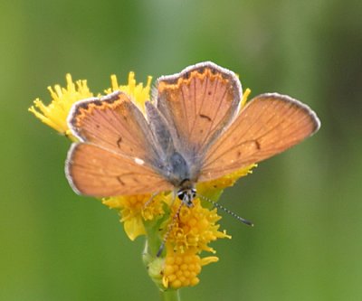 male Ruddy Copper - Lycaena rubidus