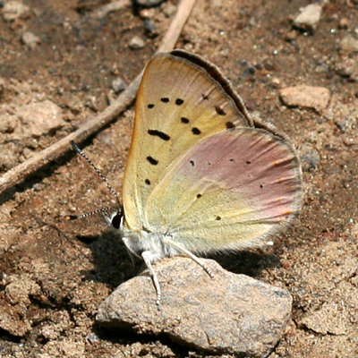 Lilac-bordered Copper - Lycaena nivalis