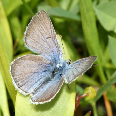 male Greenish Blue - Plebejus saepiolus