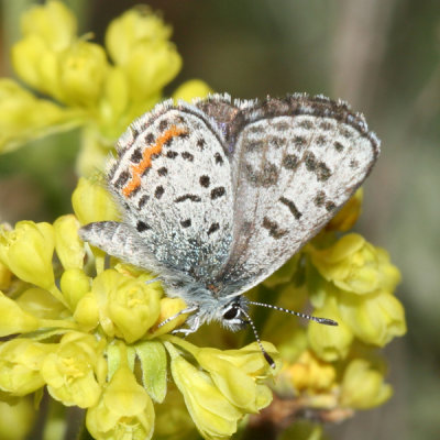 Pacific Dotted Blue - Euphilotes enoptes