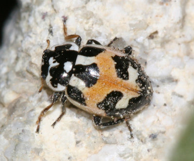 Lady Beetles - Genus Hippodamia