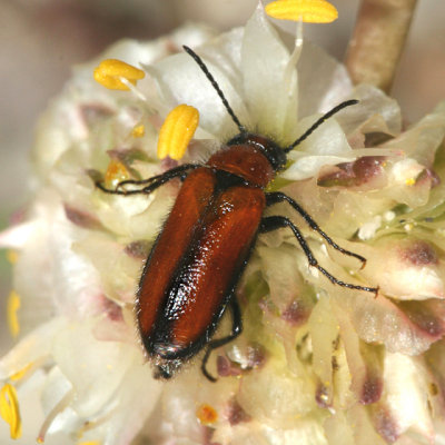 Nemognatha scutellaris