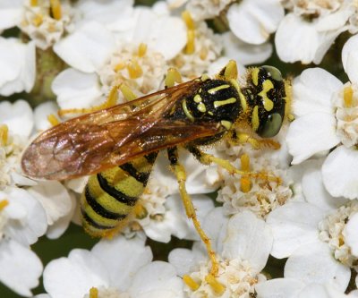 Philanthinae Wasps