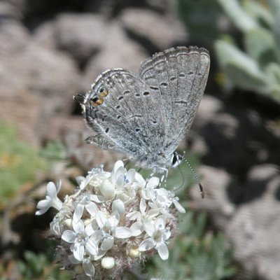 Western Tailed-Blue - Cupido amyntula