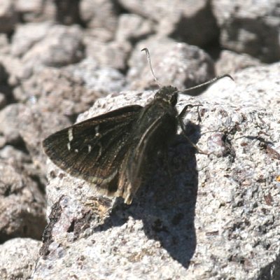 Mexican Cloudywing - Thorybes mexicana