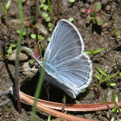 Boisduval's Blue - Plebejus icarioides
