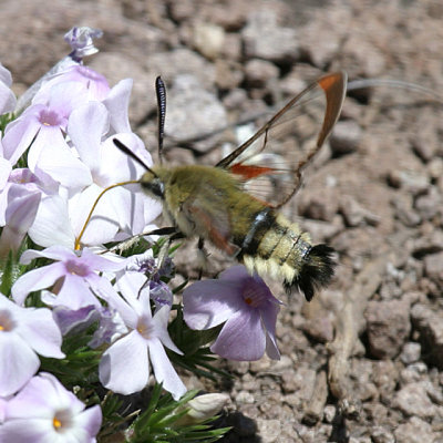 7855.1 - Hemaris thetis