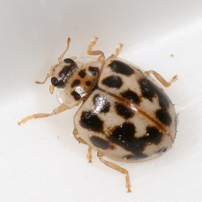 Lady Beetles - Genus Psyllobora