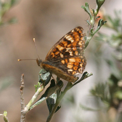 female California Crescent - Phyciodes orseis