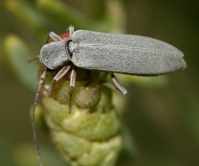 Oxacis sericea