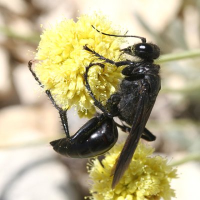 Sphex pennsylvanica -  Great Black Wasp