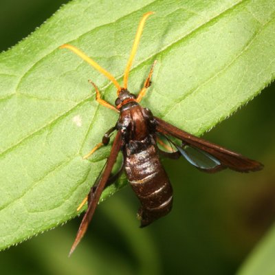 2623 -- Clematis Clearwing Moth -- Alcathoe caudata (female)