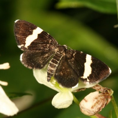 7430 -- White-striped Black Moth -- Trichodezia albovittata