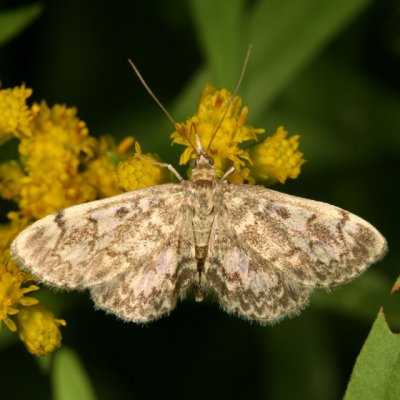 4953 - Anania sp. (coronata species complex)