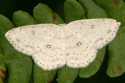 7139 -- Sweetfern Geometer Moth -- Cyclophora pendulinaria