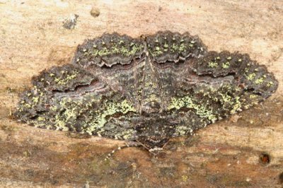 8694 -- Green-dusted Zale Moth -- Zale aeruginosa