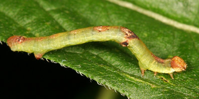 6588 - Bent-line Gray - Iridopsis larvaria