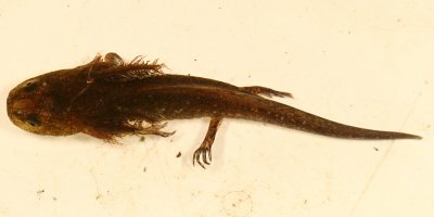 Blue-spotted Salamander larva - Ambystoma laterale
