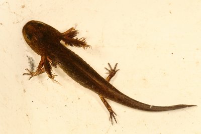 Blue-spotted Salamander larva - Ambystoma laterale