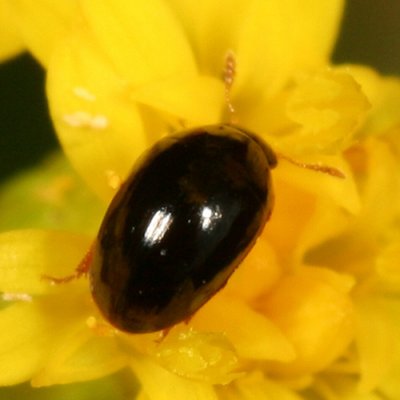  Shining Flower Beetle - Phalacridae - Olibrus sp.