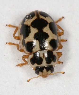 Lady Beetle - Anisosticta bitriangularis