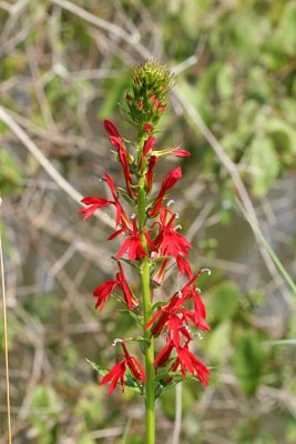 Cardinal Flower - Lobelia cardinalis