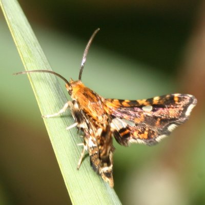 Spotted Thyris - Thyris maculata