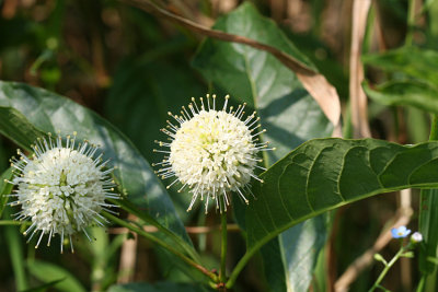 Button Bush - Cephalanthus occidentalis