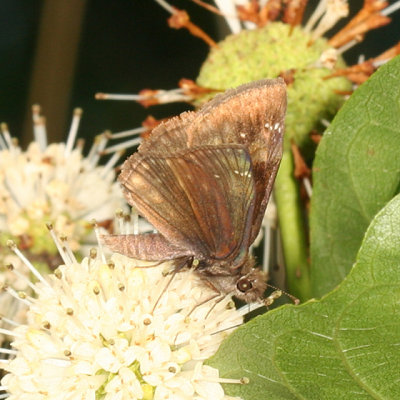 Wild Indigo Duskywing - Erynnis baptisiae