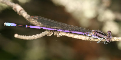 Variable Dancer - Argia fumipennis (male)